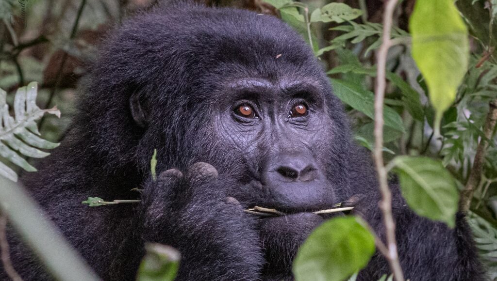 Uganda Safari Holidays
