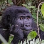 Uganda Safari Holidays