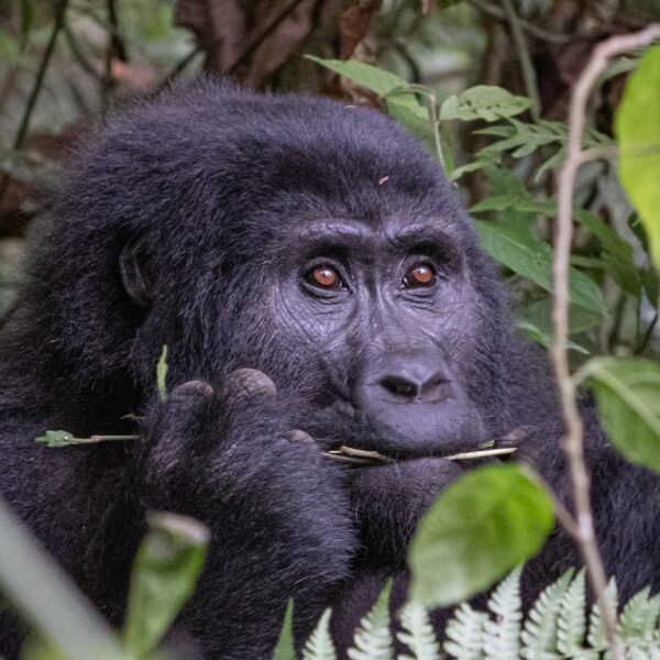 Uganda Safari Holidays