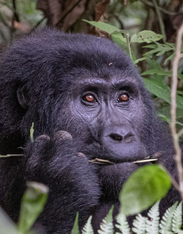Uganda Safari Holidays
