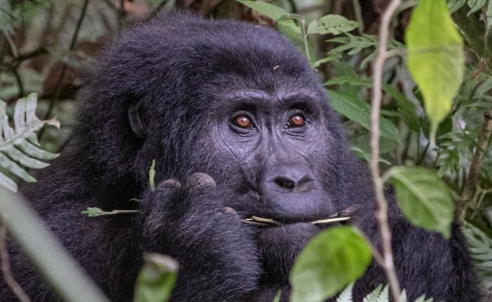 Uganda Safari Holidays