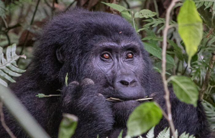Uganda Safari Holidays