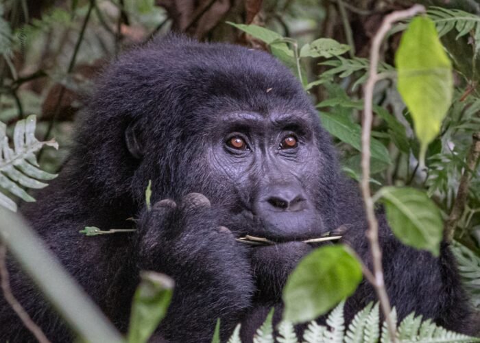 Uganda Safari Holidays