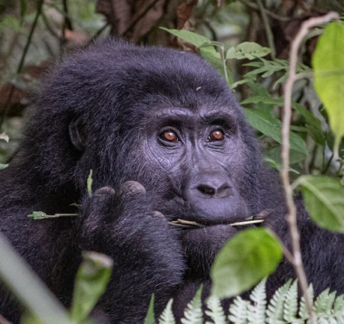 Uganda Safari Holidays
