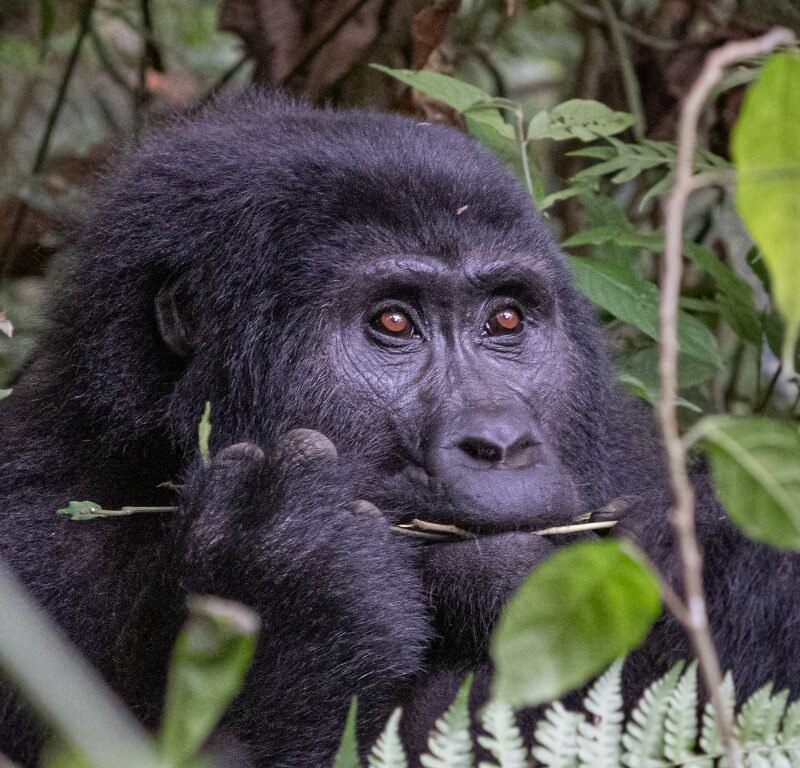 Uganda Safari Holidays