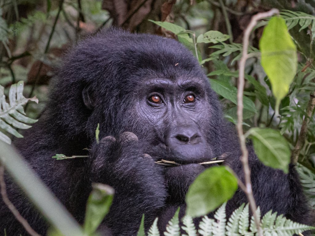 Uganda Safari Holidays