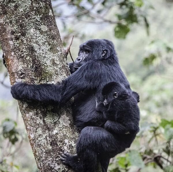 2-days-bwindi-gorilla-trek-starting-from-kigali