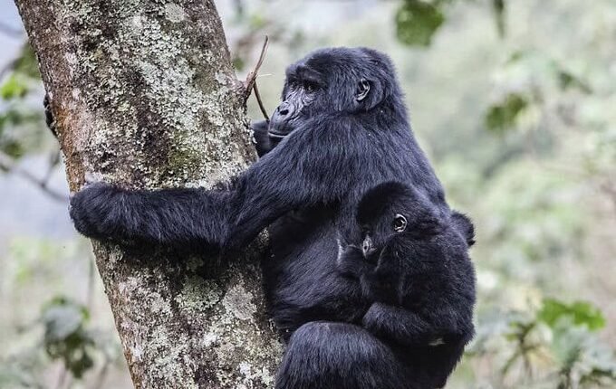2-days-bwindi-gorilla-trek-starting-from-kigali