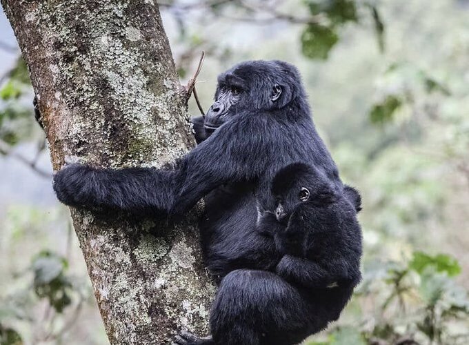 2-days-bwindi-gorilla-trek-starting-from-kigali