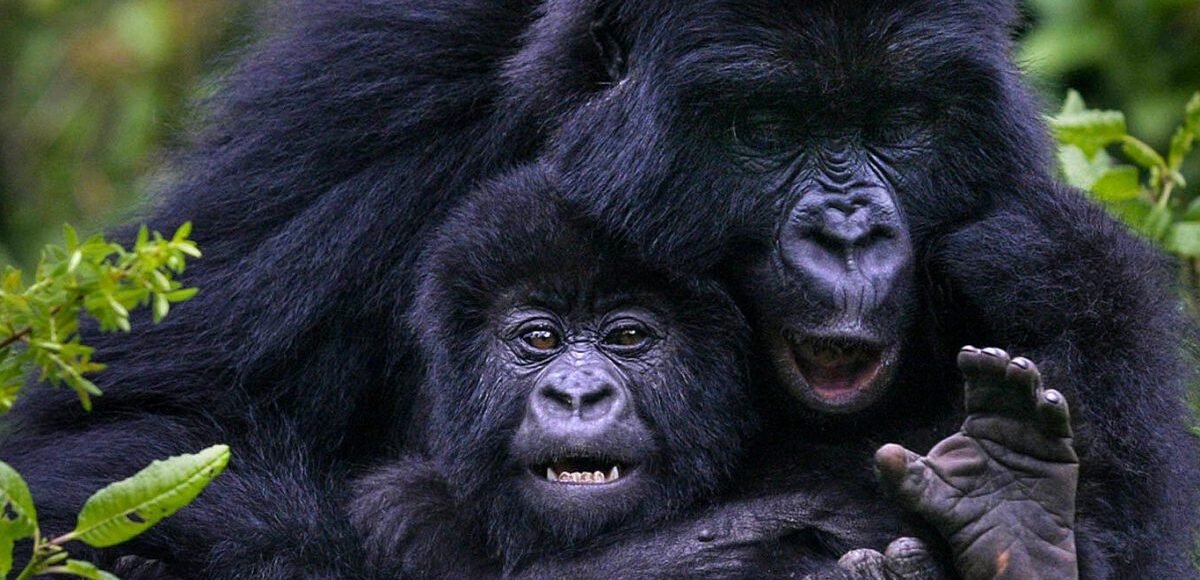 gorilla-trekking-experiences