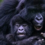 gorilla-trekking-experiences