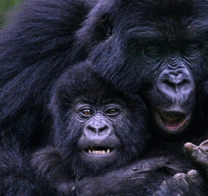 gorilla-trekking-experiences