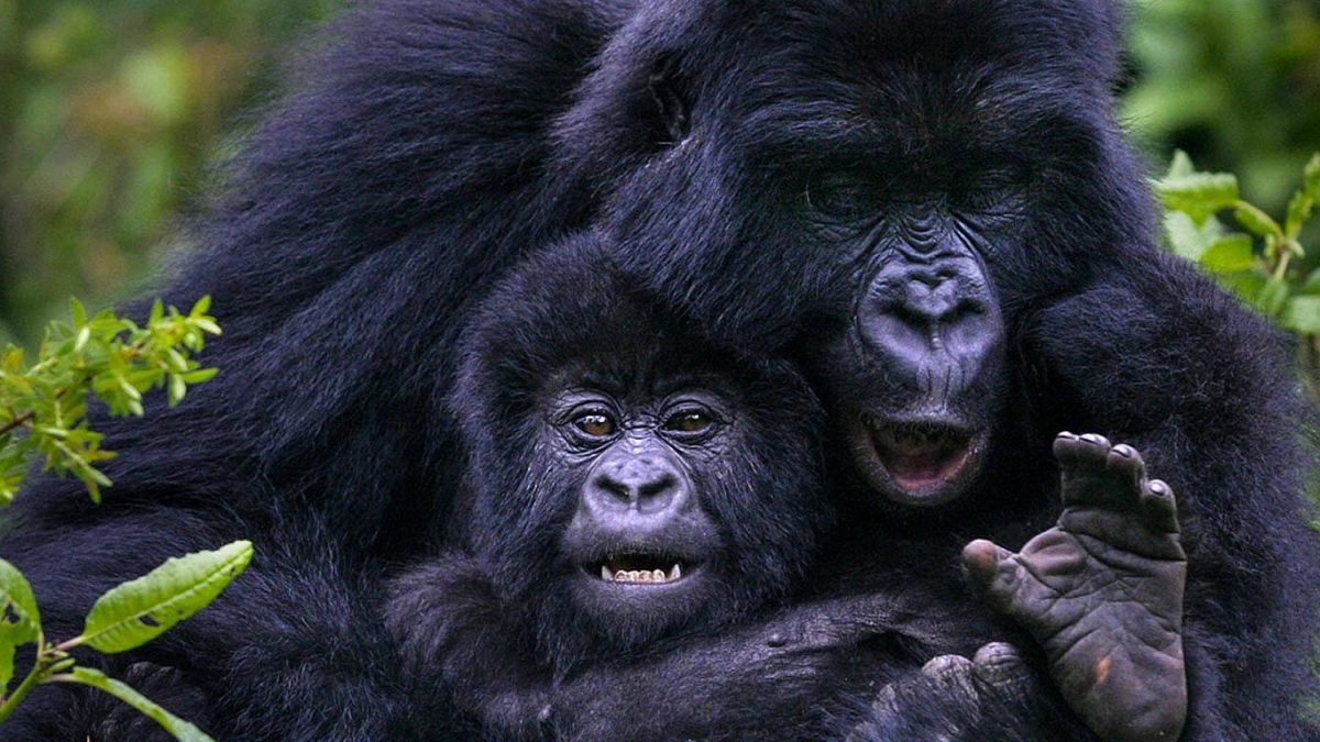 gorilla-trekking-experiences